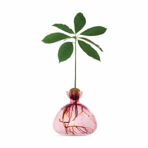 Avocado Vase - Pink