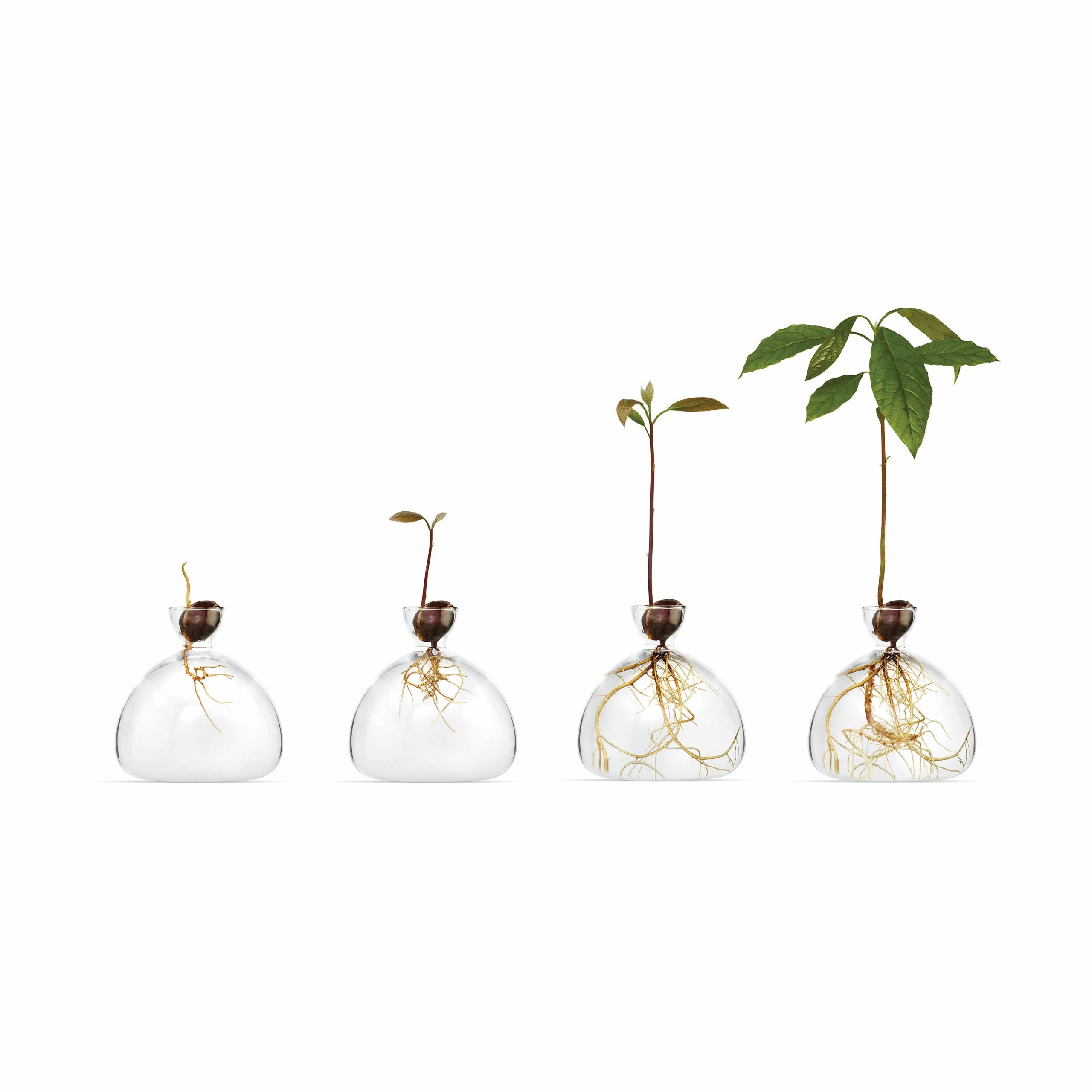 Avocado Vase - Clear - Image 3