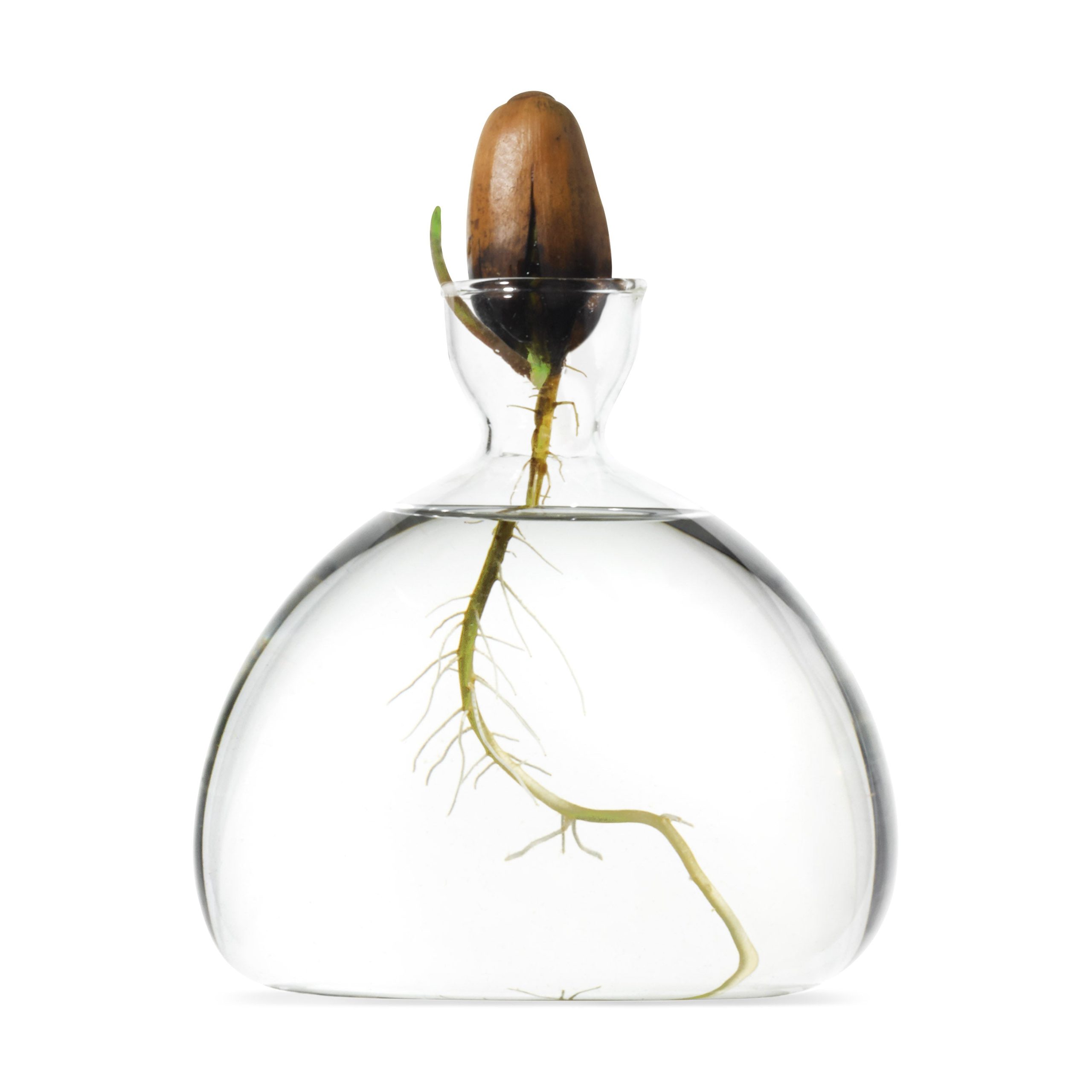 Acorn Vase - Clear - Image 7