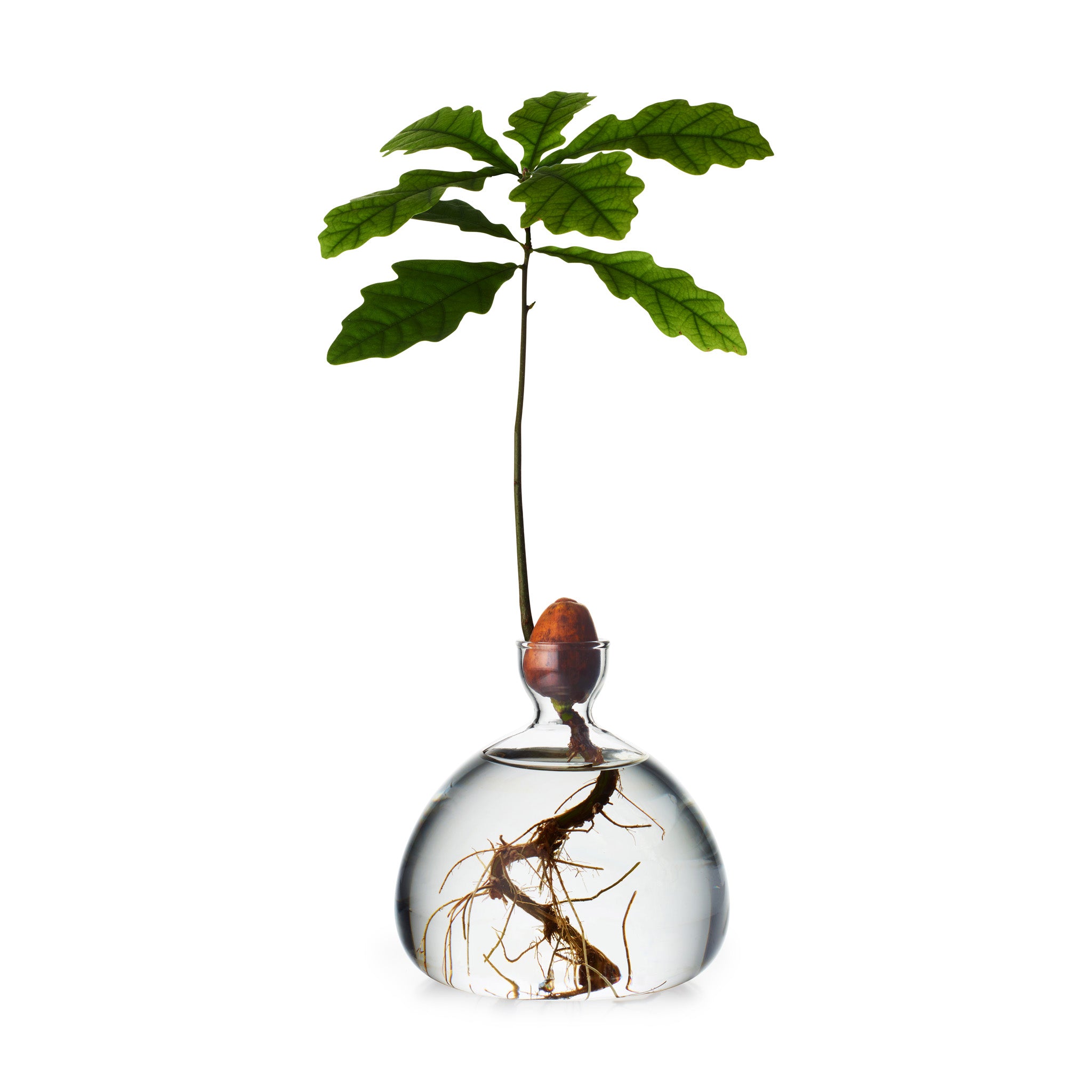 Acorn Vase - Clear - Image 4