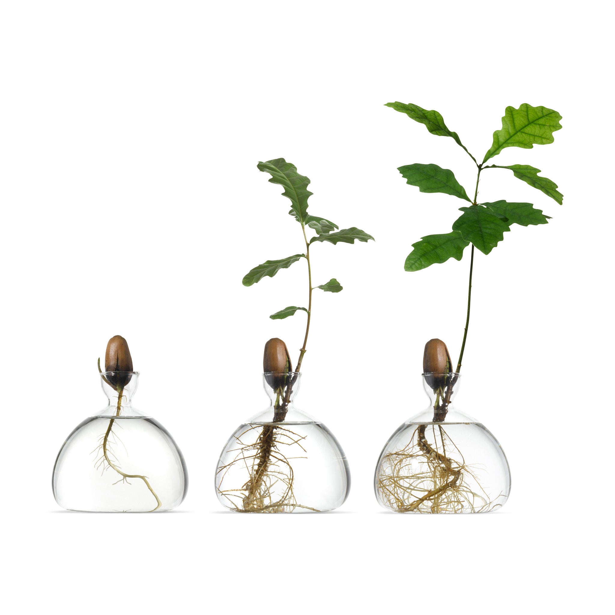 Acorn Vase - Clear - Image 5