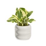Wavy Pine 3D-Printed Planter - White