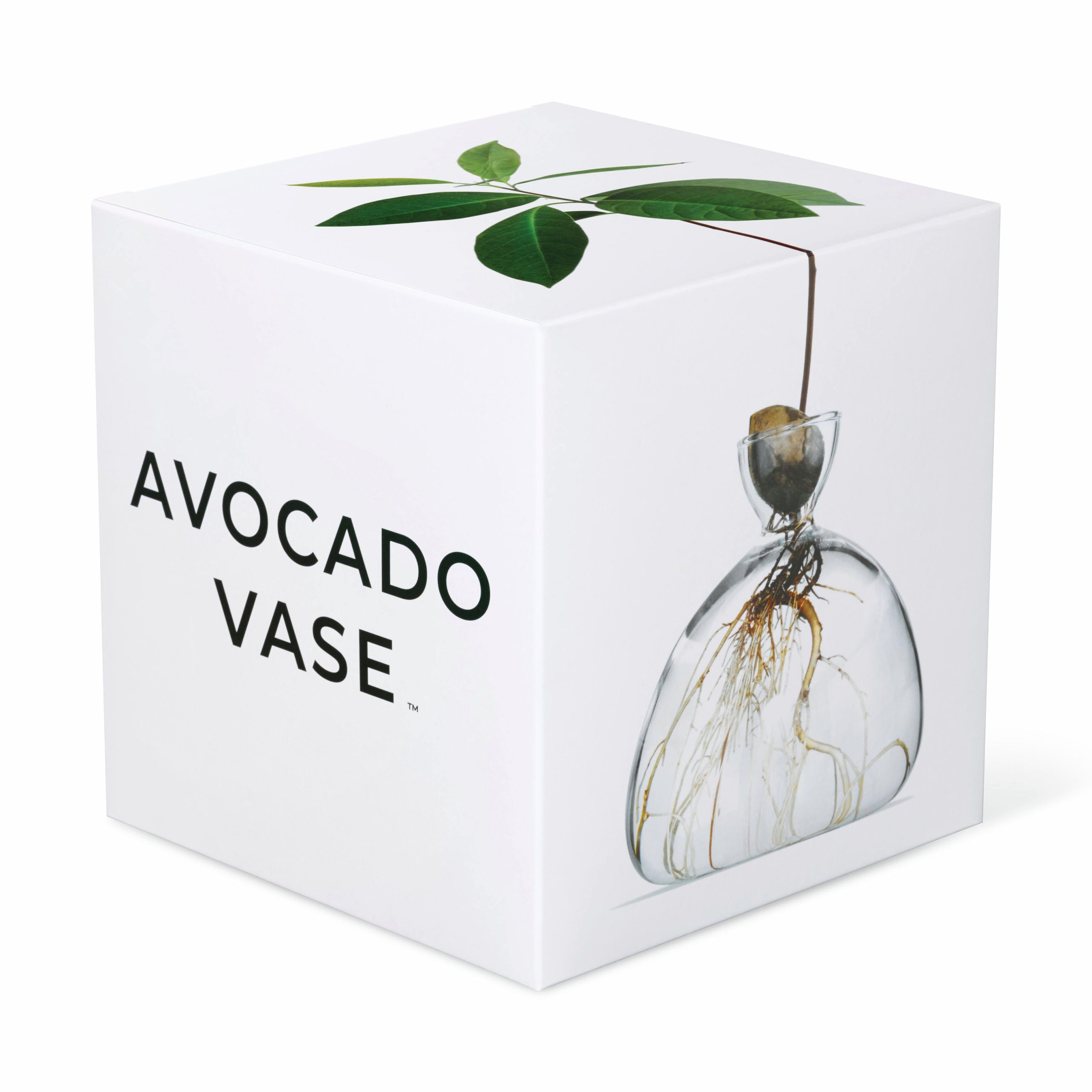 Avocado Vase - Clear - Image 4