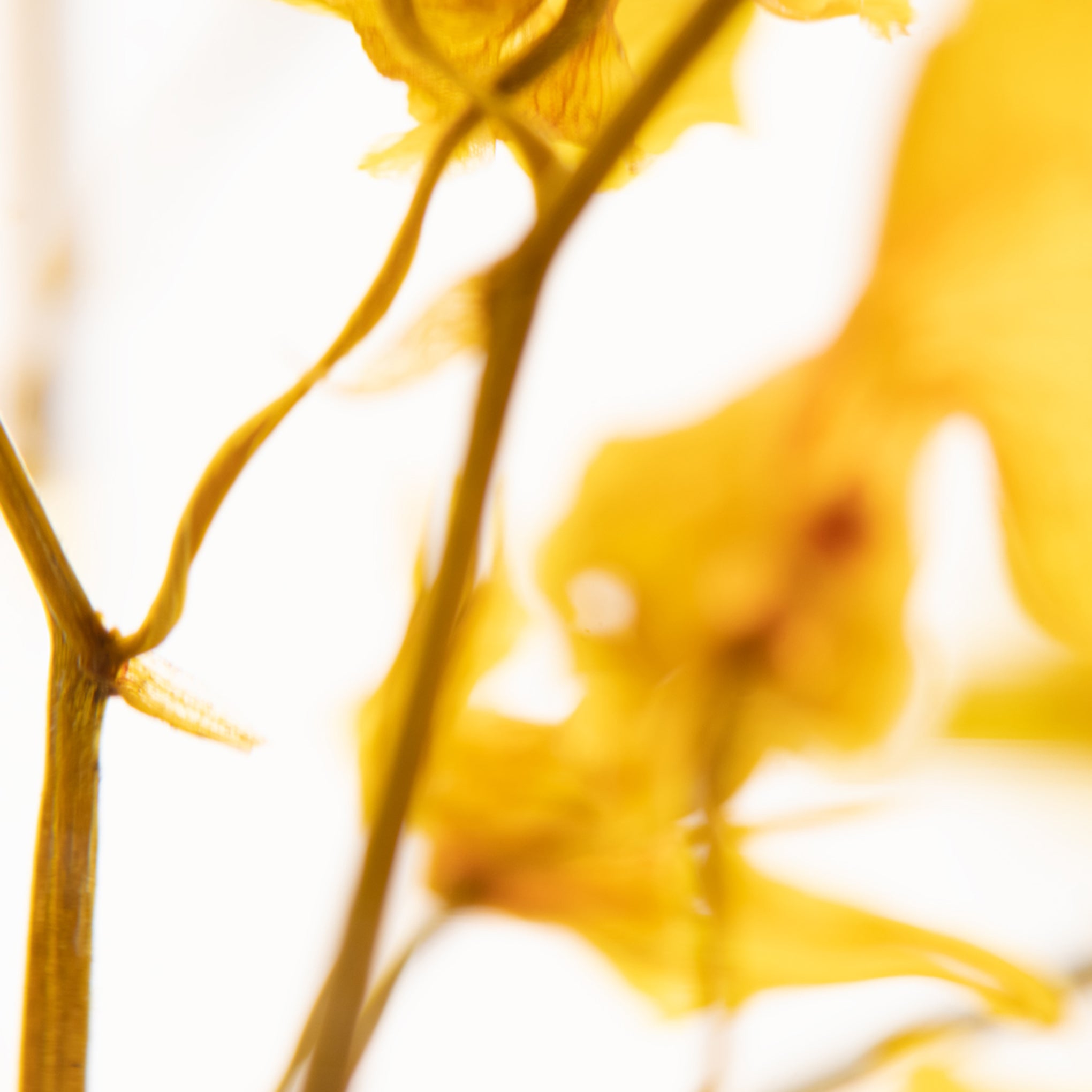 Pieces of Time Flower Objet d'Art - Yellow Oncidium - Image 4