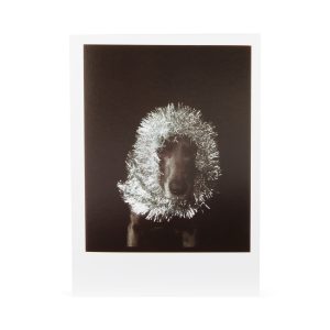 William Wegman Man Ray with Tinsel Holiday Cards - Set of 12