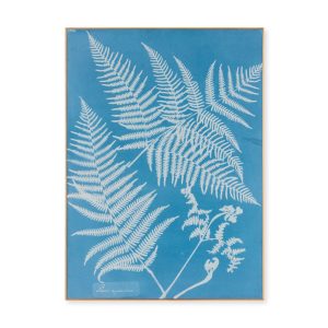 Anna Atkins Pteris Aquilina Framed Print