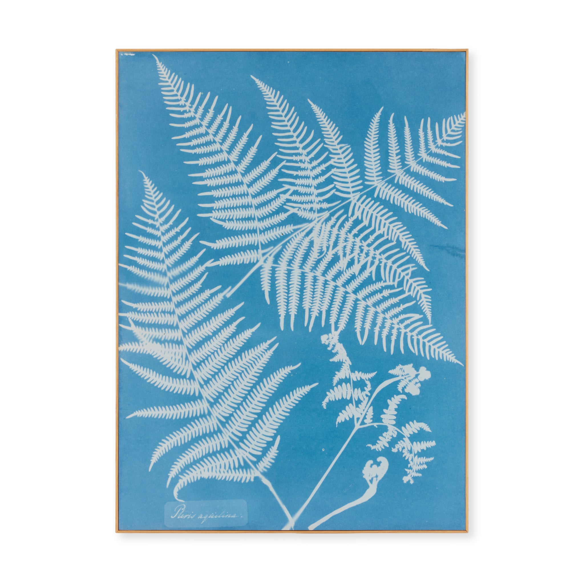 Anna Atkins Pteris Aquilina Framed Print