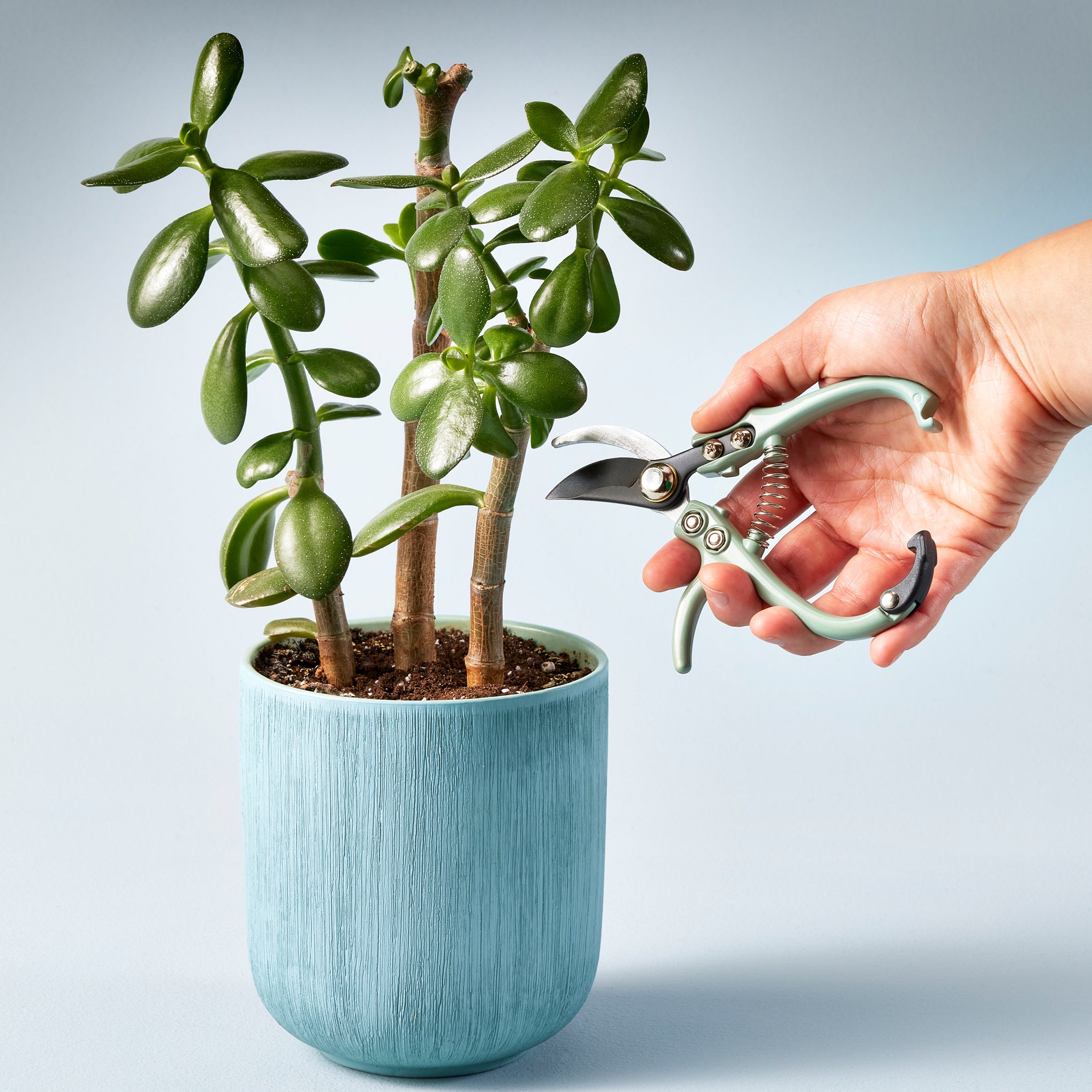 Modern Sprout Gardening Tool Pruners - Image 2